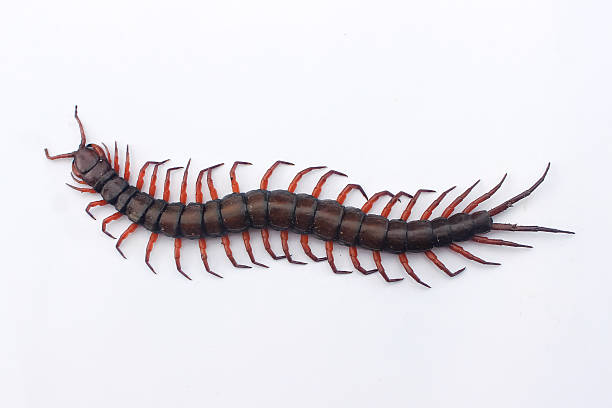 Centipede in a Dream Meaning