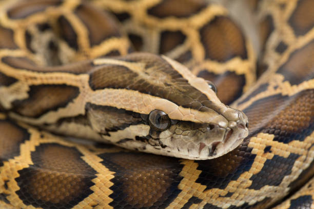 A python dream in Hindu