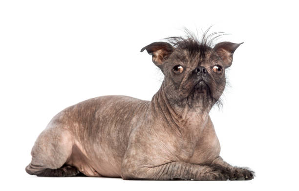 Ugly dog biblical dream