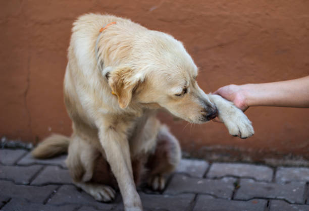 An injured dog biblical dream