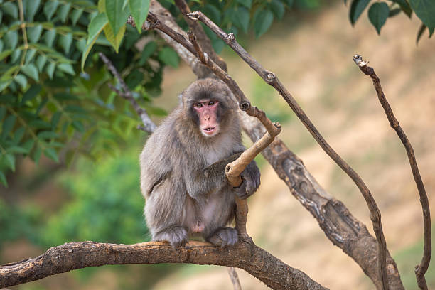 Monkeys Dream Biblically