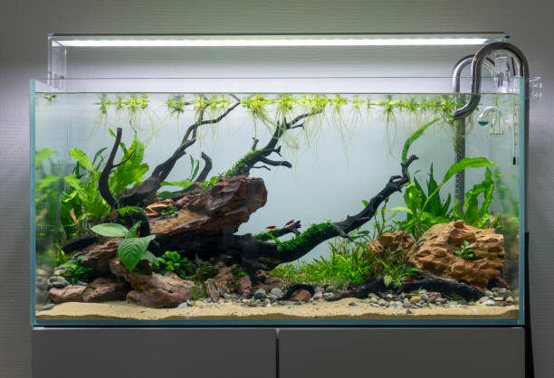 Biblical Significance of a Broken Fish Tank Dream