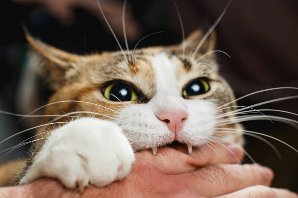 Cat Biting You Dream Meaning
