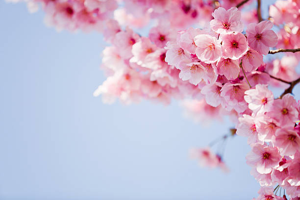 A Cherry Blossom Tree Dream in Islam