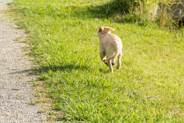 A Dog Running Away Dream Biblically