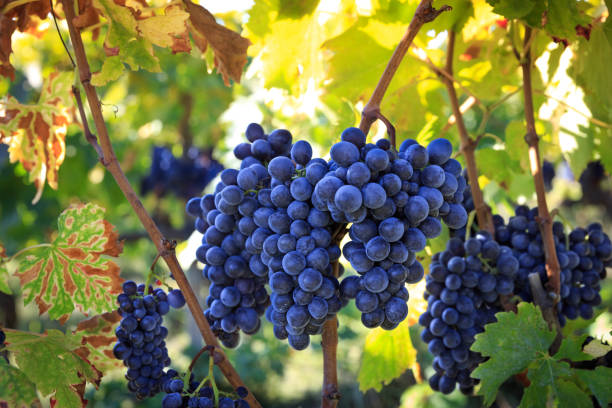 Dreaming About a Grapes Tree: Biblical Meaning Behind