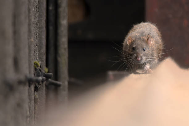 Is Dreaming About a Rat Following You a Warning? Biblical Meaning