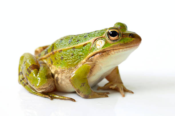 Frog Jumping on You Dream in Islam