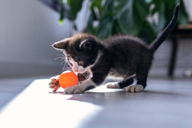 Black Kitten in a Dream