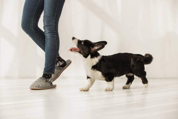 What Does Dreaming About a Dog Following You Mean in Islam?