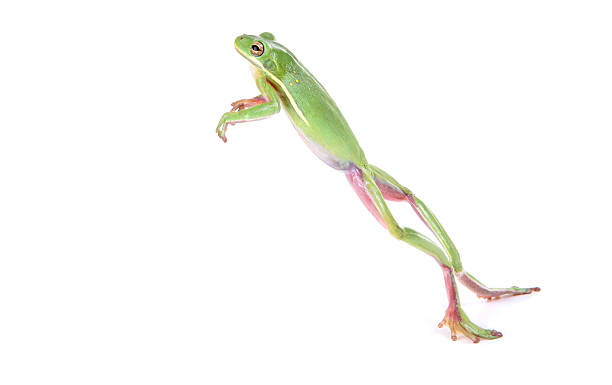 What Does Dreaming About a Jumping Frog Reveal Psychologically?